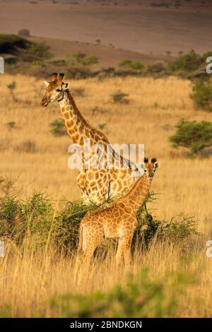 Giraffe (Giraffa camelopardalis) Erwachsene und junge Menschen stehen in entgegengesetzte Richtungen. Itala Game Reserve, Kwa-Zulu Natal, Südafrika. Stockfoto
