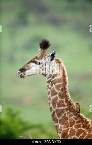 Junge Giraffe (Giraffa camelopardalis) Kopf-Hals-Porträt. Itala Game Reserve, Kwa Zulu-Natal Province, Südafrika. Stockfoto