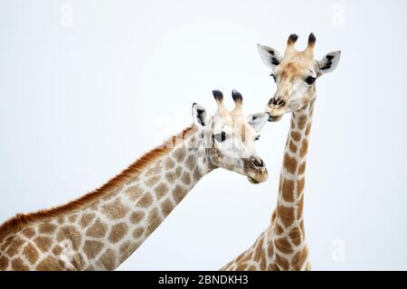 Zwei Giraffen (Giraffa camelopardalis), die sich zusammenlehnen. Chobe Nationsal Park, Botswana, Afrika. Stockfoto