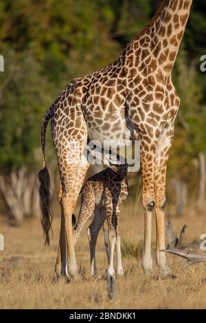 Rhodesian / Thornicroft Giraffe (Giraffa camelopardalis thornicrofti) Baby-Säugetier, South Luangwa National Park, Sambia, Mai. Stockfoto