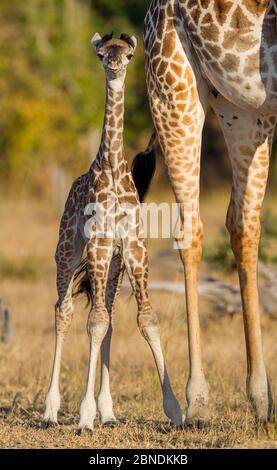 Rhodesian / Thornicroft Giraffe (Giraffa camelopardalis thornicrofti) Baby neben Erwachsenen, South Luangwa National Park, Sambia, Mai. Stockfoto