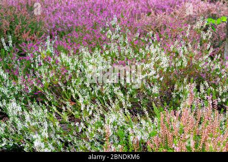 Weiße Heidekraut blüht auf der Wiese an sonnigen Tagen, Nahaufnahme. Natur blühenden Hintergrund. Calluna vulgaris. Stockfoto