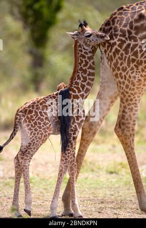 Giraffe (Giraffa camelopardalis) Baby nach dem Erwachsenen, Masi Mara, Kenia, August. Stockfoto
