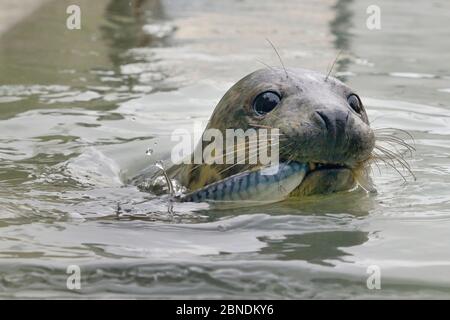 Gerettete Robbenschweine (Halichoerus grypus) füttern auf line-gefangenen Mackerel in einem isolierten Kindergärtnerpool, wo es bis stark genug jo gehalten werden Stockfoto