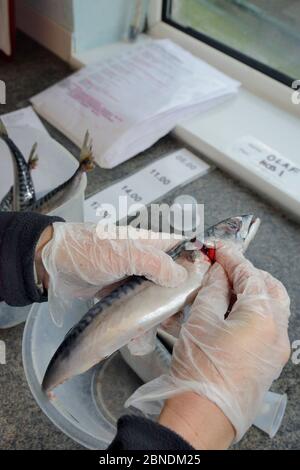 Pfleger, der Pillen in Line-Fangener Mackerel (Scomber scombrus) über die Grauen Robben (Halichoerus grypus) in Cornish Seal Sanctuary Hospita gefüttert werden Stockfoto