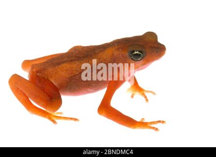 Cayenne-Stubfüßige Kröte (Atelopus flavescens) Matoury, Französisch-Guayana Meetyourneighbors.net Projekt Stockfoto