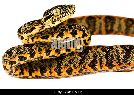 Amazonas-Baumboa (Corallus hortulanus) San Jose de Payamino, Ecuador Meetyourneighbors.net Projekt Stockfoto