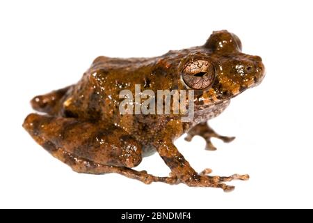 Santa Cecilia Robber Frosch (Pristimantis croceoinguinis) San Jose de Payamino, Ecuador. Meetyourneighbors.net Projekt Stockfoto