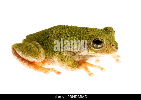 Copes grauer Baumfrosch (Hyla chrysocelis) Oxford, Mississippi, USA, April. Meetyourneighbors.net Projekt Stockfoto