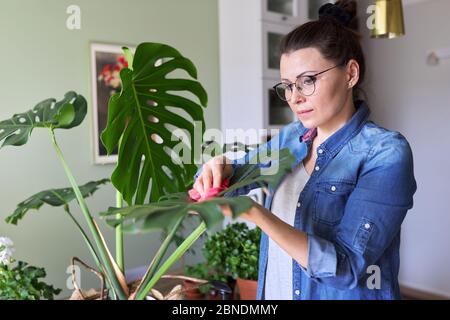 Städtischer Dschungel, Innenbepflanzungen, Frau, die sich um Monstera-Blätter kümmert Stockfoto