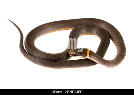 Ringhalsschlange (Diadophis punctatus), Apalachicola National Forest, Florida, USA, September Meetyourneighbors.net Projekt Stockfoto