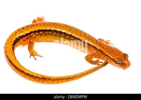 Südlicher zweisäuliger Salamander (Eurycea cirrigera) Apalachicola National Forest, Florida, USA, September. Meetyourneighbors.net Projekt Stockfoto