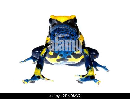 Färben Giftfrosch (Dendrobate tinctorius) gefangen, kommt in Guyana, Surinam, Brasilien und Französisch-Guayana. Meetyourneighbors.net Projekt Stockfoto