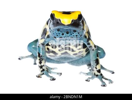 Färben Giftfrosch (Dendrobate tinctorius) gefangen, kommt in Guyana, Surinam, Brasilien und Französisch-Guayana. Meetyourneighbors.net Projekt Stockfoto