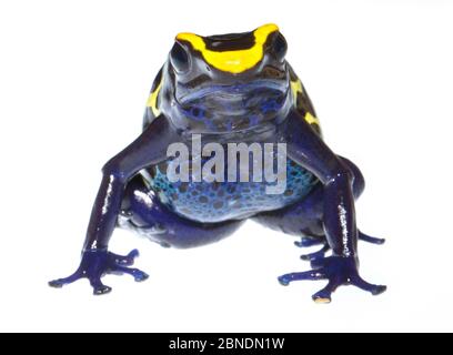 Färben Giftfrosch (Dendrobate tinctorius) gefangen, kommt in Guyana, Surinam, Brasilien und Französisch-Guayana. Meetyourneighbors.net Projekt Stockfoto