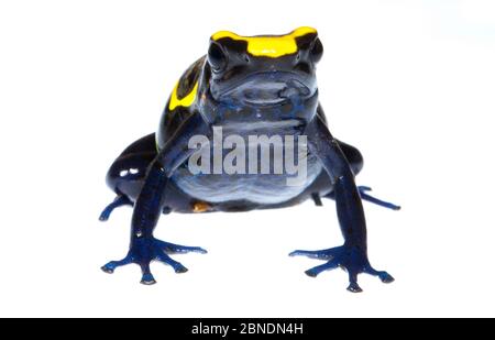 Färben Giftfrosch (Dendrobate tinctorius) gefangen, kommt in Guyana, Surinam, Brasilien und Französisch-Guayana. Meetyourneighbors.net Projekt Stockfoto