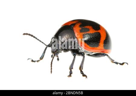 Sumpfmilchkäfer (Labidomera clivicollis) Jean Lafitte National Historic Park and Preserve, Louisiana, USA, Mai. Meetyourneighbors.net Projekt Stockfoto