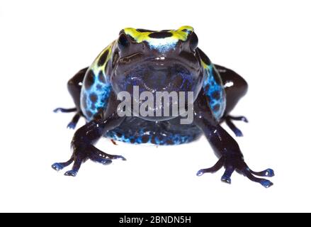 Färben Giftfrosch (Dendrobate tinctorius) gefangen, kommt in Guyana, Surinam, Brasilien und Französisch-Guayana. Meetyourneighbors.net Projekt Stockfoto