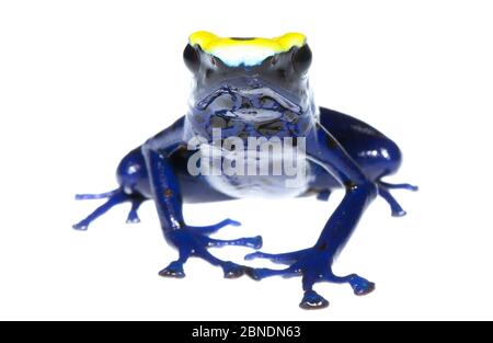 Färben Giftfrosch (Dendrobate tinctorius) gefangen, kommt in Guyana, Surinam, Brasilien und Französisch-Guayana. Meetyourneighbors.net Projekt Stockfoto