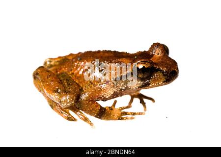 Küstenwedelfrosch (Ascaphus truei) Jedediah Smith State Park, Kalifornien, USA, Oktober. Meetyourneighbors.net Projekt Stockfoto