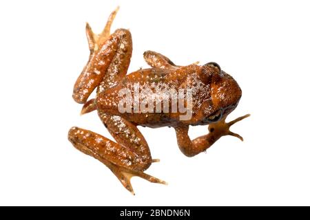 Küstenwedelfrosch (Ascaphus truei) Jedediah Smith State Park, Kalifornien, USA, Oktober. Meetyourneighbors.net Projekt Stockfoto