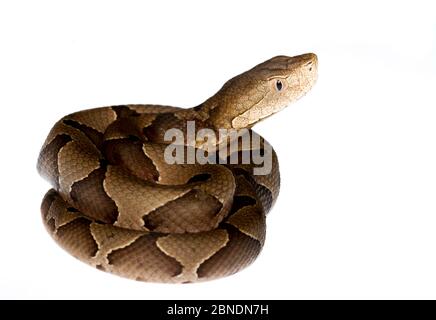 Copperhead (Agkistrodon contortrix) für Neugeborene, Oxford, Mississippi, USA. Meetyourneighbors.net Projekt Stockfoto