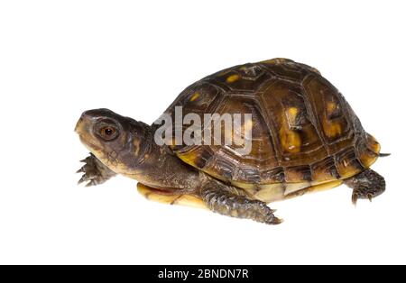 Dreizäunige Schildkröte (Terrapene carolina triunguis) Oxford, Mississippi, USA. Meetyourneighbors.net Projekt Stockfoto