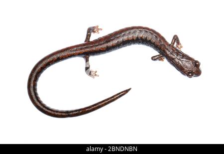 Oregon Slender Salamander (Batrachoseps wrighti) Oregon, USA. Meetyourneighbors.net Projekt Stockfoto