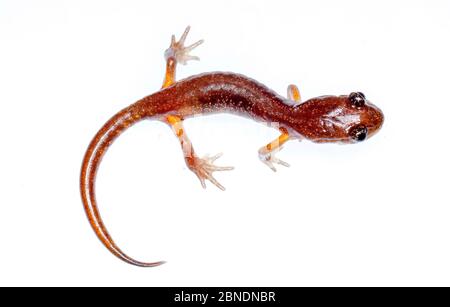 Oregon ensatina salamander (Ensatina eschscholtzii oregonensis) Oregon, USA. Meetyourneighbors.net Projekt Stockfoto