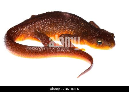 Rough-skinned Molch (Taricha granulosa) Oxbow Regional Park, Oregon, USA. Meetyourneighbors.net Projekt Stockfoto