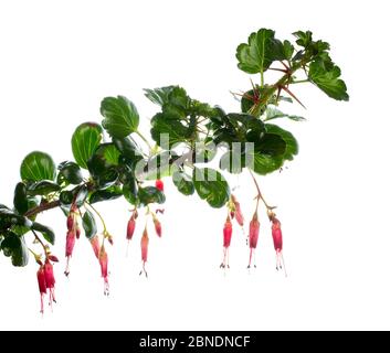 Fuchsia-blühende Stachelbeere (Ribes speciosum) San Diego Bay, Kalifornien, USA, Februar. Meetyourneighbors.net Projekt Stockfoto