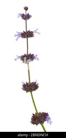 Cleveland sage (Salvia clevelandii) San Diego Bay, Kalifornien, USA, Februar. Meetyourneighbors.net Projekt Stockfoto