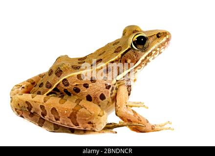 Südliche Leopardenfrosch (Rana sphenocephala) Oxford, Mississippi, USA, Mai. Meetyourneighbors.net Projekt Stockfoto