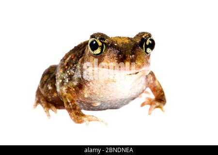 Ostspadefoot-Kröte (Scaphiopus holbrookii) Oxford, Mississippi, USA, Mai. Meetyourneighbors.net Projekt Stockfoto