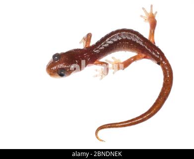 Oregon ensatina salamander (Ensatina eschscholtzii oregonensis) Oregon, USA. Meetyourneighbors.net Projekt Stockfoto