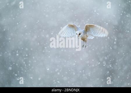 Heuschneeule (Tyto alba), die durch starken Schneefall fliegt, Derbyshire, Februar. Stockfoto