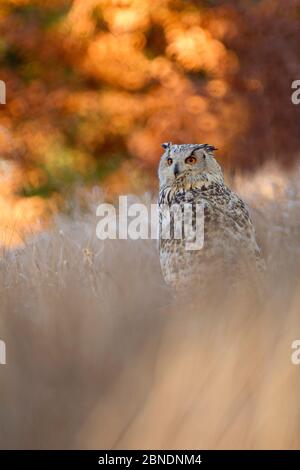 Sibirischer Adlereule (Bubo bubo) im langen Gras sitzend mit Herbstfarben im Hintergrund, Tschechische Republik, November. Stockfoto