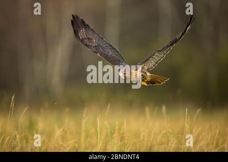 Rotschwanzfalke (Buteo jamaicensis) im Flug tief über langem Gras, Tschechische Republik, November. Gefangen. Stockfoto