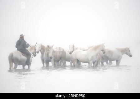 'Guardian' Cowboys bewegen die weißen Pferde der Camargue, Frankreich, April 2015. Stockfoto