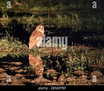 PEL's Angelkauz (Scotopelia peli) beleuchtet von Fahrzeug-Scheinwerfer in der Nacht, South Luangwa National Park, Sambia Stockfoto