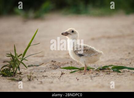 Schwarzer Skimmer (Rynchops flavirostris) junges Küken auf Sandbank, Pantanal, Brasilien Stockfoto