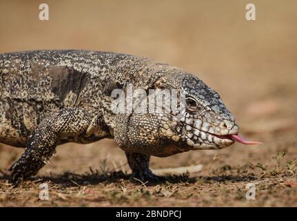 Argentinischer schwarz-weißer Tegu (Tupinambis merianae) beim Gehen und Riechen durch ein- und Ausziehen der Zunge, Pantanal, Brasilien Stockfoto