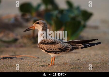 Schwarzer Skimmer (Rynchops flavirostris) juvenil, Pantanal, Brasilien Stockfoto