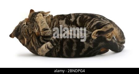 Tabby-katzen Picasso und Verschmieren, Alter 4 Monate, spielen - kämpfen. Stockfoto