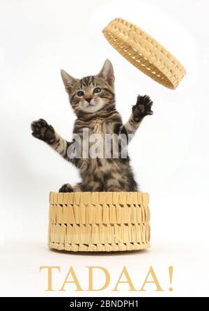 Tabby kitten, Picasso, im Alter von 10 Wochen, springen aus Weidenkorb mit dem Wort "Tadaa!", fügte Digital unter Stockfoto