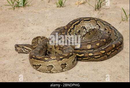 African Rock Python (Python sebae) auf dem Boden, Savuti, Botswana Stockfoto