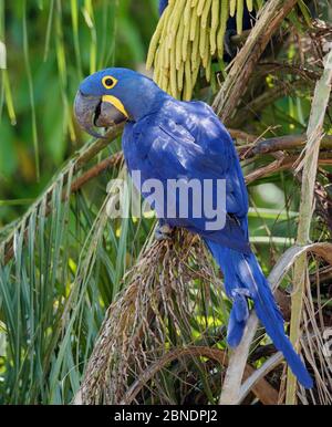 Hyazinthara (Anodorhynchus hyacinthinus) thront in Baum, Pantanal, Brasilien, IUCN verwundbar Stockfoto