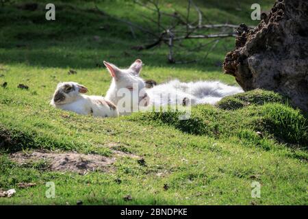 Sythen, NRW, Deutschland. Mai 2020. Ein Albino-Wallaby und sein Freund von weißen Kaninchen kuscheln sich im Wildlife Park Granat zusammen, einem 600 Quadratmeter großen Naturschutzgebiet, in dem bis zu 500 Tiere meist frei herumlaufen. Wildparks, Zoos und einige Freiluft-Freizeitparks werden nach der Entscheidung, einige der Sperrmaßnahmen in Deutschland schrittweise zu lockern, mit speziellen Beratungs- und Entfernungsregeln wieder eröffnet. Bild: Imageplotter/Alamy Live News Stockfoto