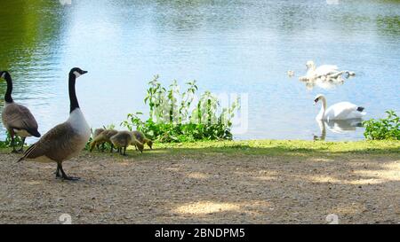 Kanadische Gans Stockfoto