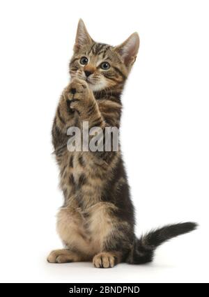 Tabby kitten, Picasso, 10 Wochen, auf die Hinterbeine umklammern Klauen und betteln. Stockfoto